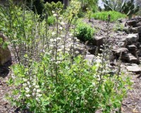 baptisia alba 2r.jpg